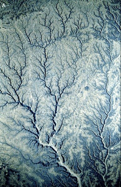dendritic2