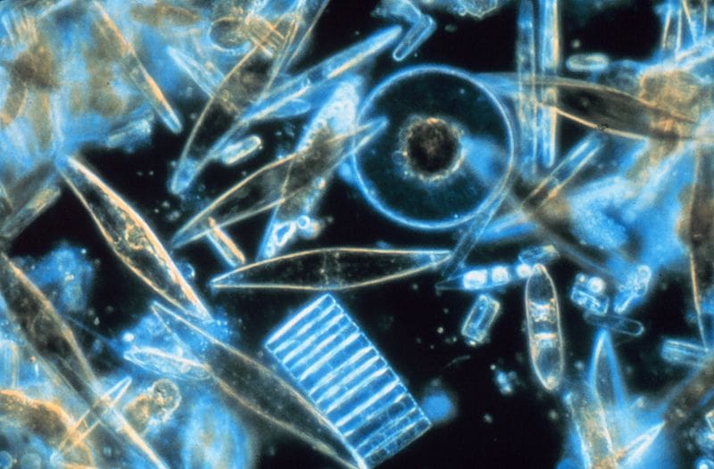 800px-Diatoms_through_the_microscope